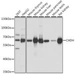 CHDH Antibody in Western Blot (WB)