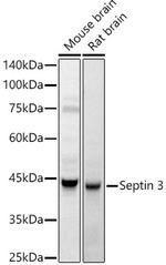 SEPTIN 3 Antibody in Western Blot (WB)