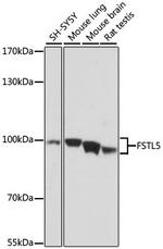 FSTL5 Antibody in Western Blot (WB)