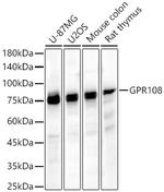 GPR108 Polyclonal Antibody