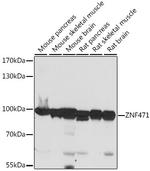 ZNF471 Polyclonal Antibody