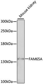 FAM65A Polyclonal Antibody
