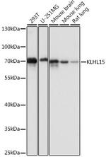 KLHL15 Polyclonal Antibody