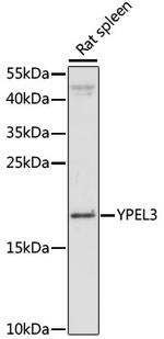 YPEL3 Polyclonal Antibody