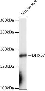 DHX57 Polyclonal Antibody