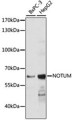 NOTUM Polyclonal Antibody