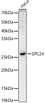 SPC24 Polyclonal Antibody