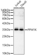 PPM1K Antibody in Western Blot (WB)