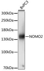NOMO2 Polyclonal Antibody