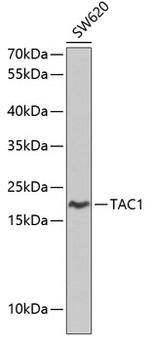 TAC1 C-terminal Peptide Polyclonal Antibody