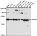 RPL26 Antibody in Western Blot (WB)