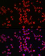 Neuropilin-1 Polyclonal Antibody