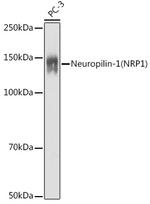Neuropilin-1 Antibody in Western Blot (WB)