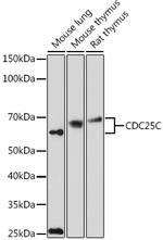 Cdc25C Polyclonal Antibody