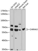 CHRNA3 Polyclonal Antibody