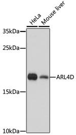 ARL4D Antibody in Western Blot (WB)