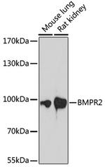 BMPR2 Antibody in Western Blot (WB)