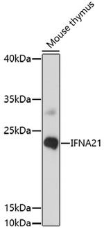 Interferon alpha-21 Polyclonal Antibody