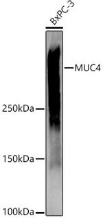 MUC4 Polyclonal Antibody