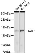 NAIP Polyclonal Antibody