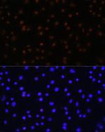 NPAS2 Polyclonal Antibody