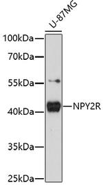 NPY2R Polyclonal Antibody