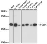 RPL18A Polyclonal Antibody
