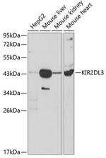 KIR2DL3 Antibody in Western Blot (WB)
