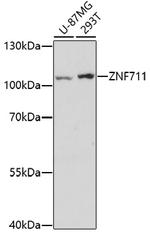 ZNF711 Polyclonal Antibody