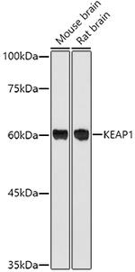 KEAP1 Antibody in Western Blot (WB)