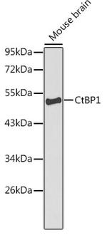 CtBP1 Polyclonal Antibody