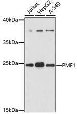PMF1 Polyclonal Antibody