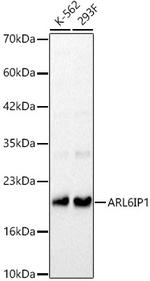 ARMER Polyclonal Antibody