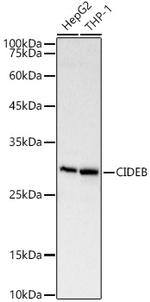 CIDEB Polyclonal Antibody