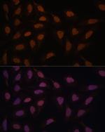 FCF1 Polyclonal Antibody