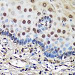 FCF1 Antibody in Immunohistochemistry (Paraffin) (IHC (P))