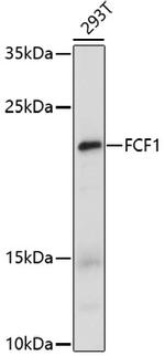 FCF1 Antibody in Western Blot (WB)