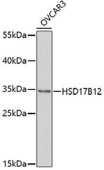 HSD17B12 Polyclonal Antibody