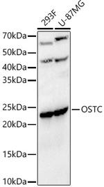 OSTC Polyclonal Antibody