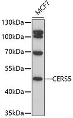 Lass5 Polyclonal Antibody