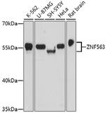 ZNF563 Polyclonal Antibody