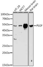 PGF Polyclonal Antibody