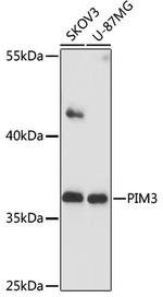 PIM3 Polyclonal Antibody