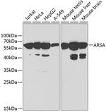 ARSA Polyclonal Antibody