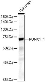 RUNX1T1 Polyclonal Antibody