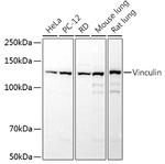 Vinculin Antibody in Western Blot (WB)