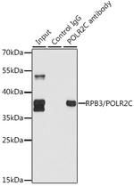 POLR2C Antibody in Immunoprecipitation (IP)
