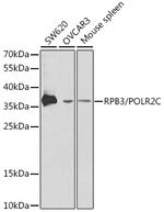 POLR2C Polyclonal Antibody