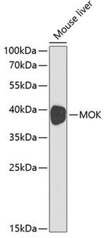 MOK Antibody in Western Blot (WB)
