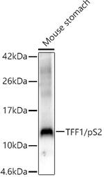 TFF1 Antibody in Western Blot (WB)